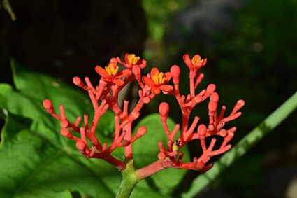 Comment le ginseng peut-il propulser votre énergie au quotidien ?