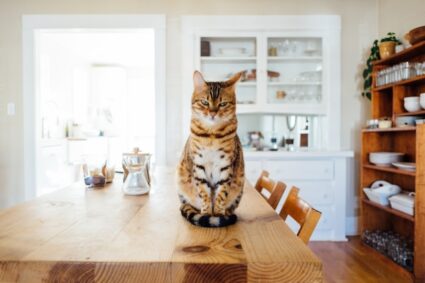 poids santé chat