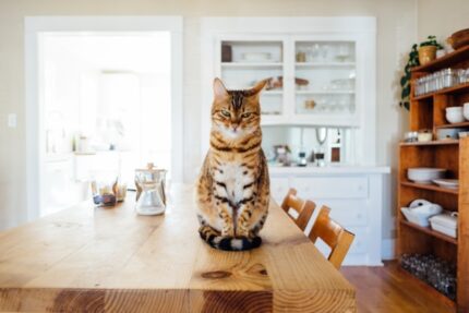 poids santé chat