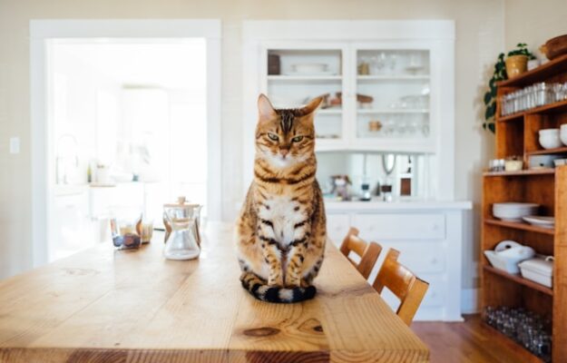 poids santé chat