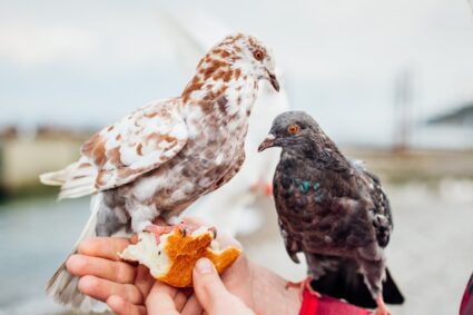 Pourquoi les animaux sont-ils bénéfiques pour notre bien-être ?