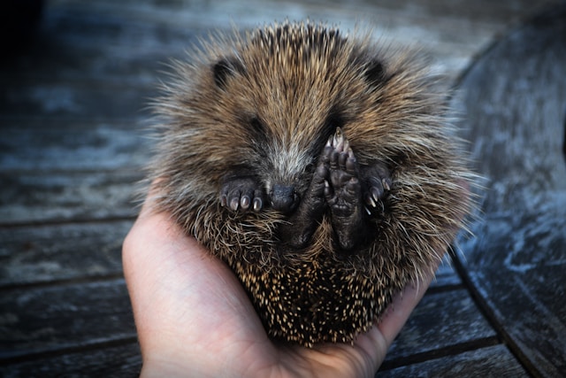 animaux exotiques