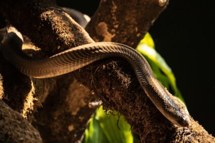 Comment identifier les serpents venimeux en toute sécurité