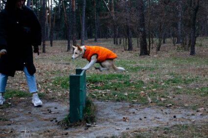 Les différentes techniques pour entraîner un chiot : guide complet