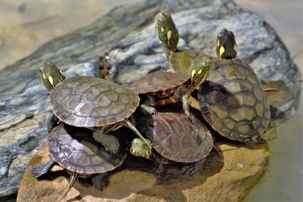 Les différentes espèces de tortues de compagnie : guide d’élevage et d’entretien