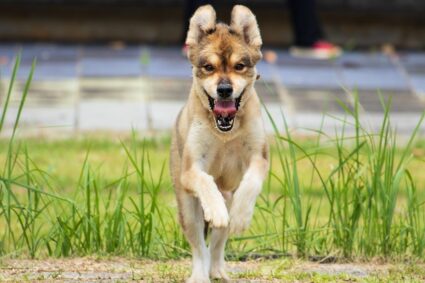 Les signes que votre animal de compagnie est heureux