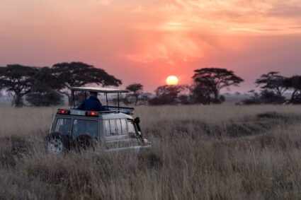 Safari en Afrique : tout ce qu’il faut savoir avant de partir