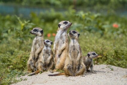 Les animaux de la savane : géants et prédateurs emblématiques